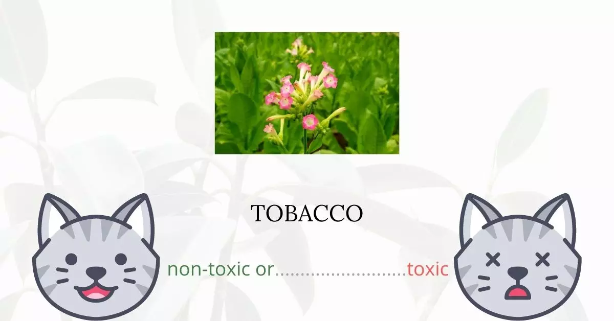 Is Tobacco Toxic to Cats
