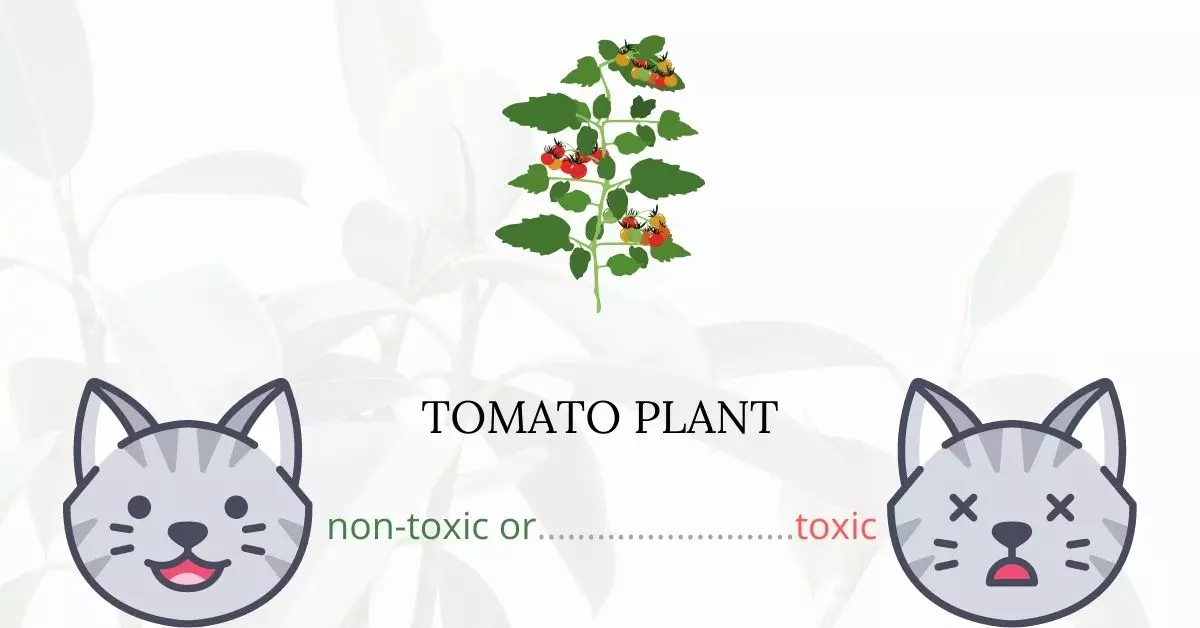Is Tomato Plant Toxic to Cats