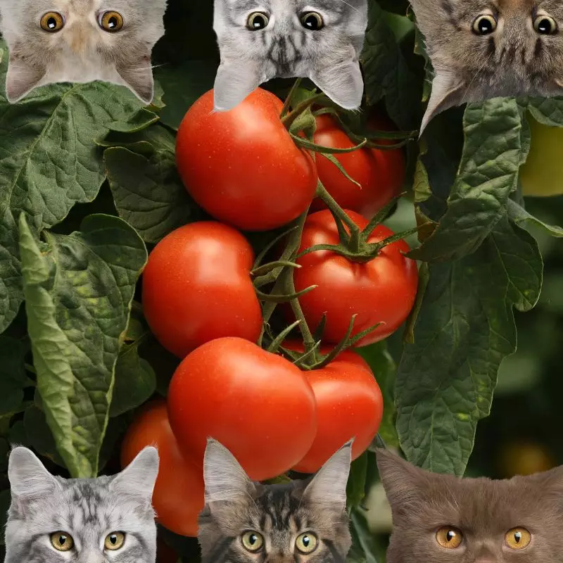 Tomatoes and cats