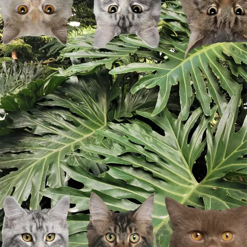 Tree Philodendron and cats