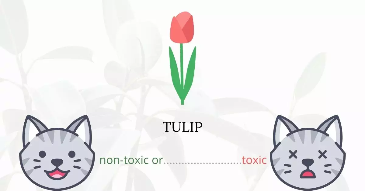 Is Tulip Toxic To Cats