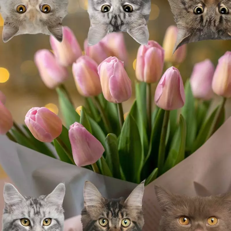 Tulips and cats