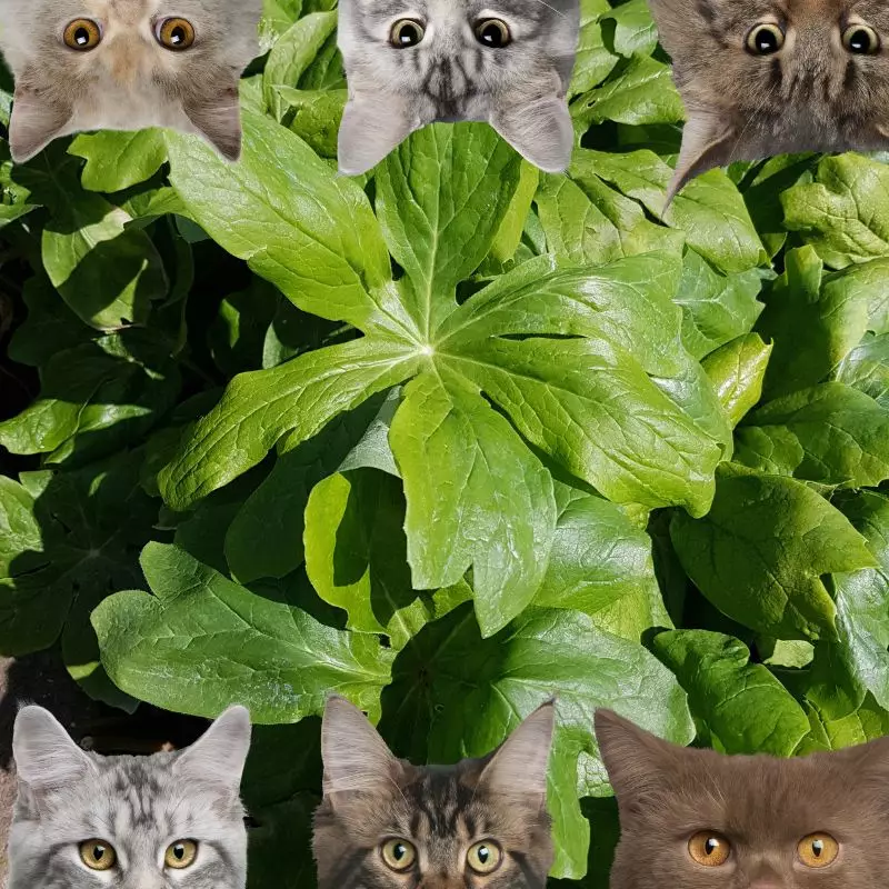 Umbrella Leaf and cats