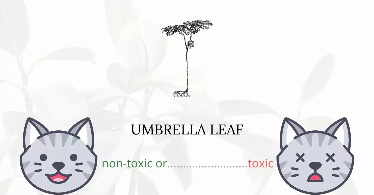 Is Umbrella Leaf Toxic To Cats