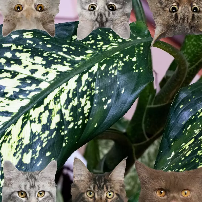 Variable Dieffenbachia and cats