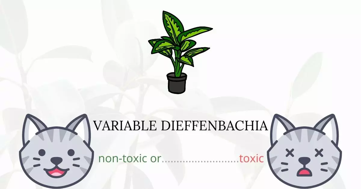 Is Variable Dieffenbachia Toxic to Cats