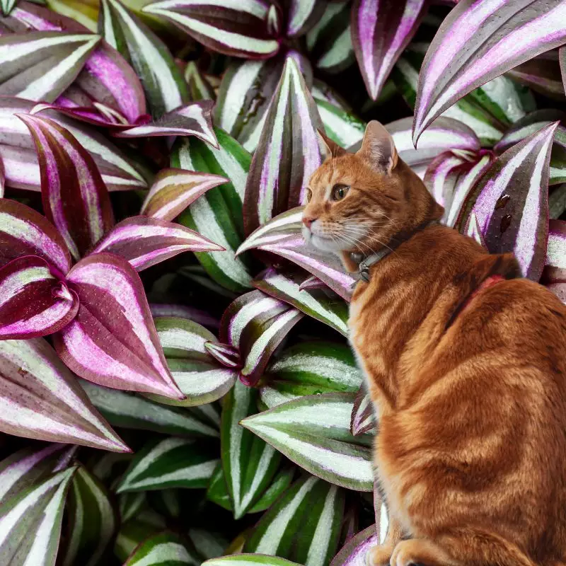 Variegated Inch Plant and a cat nearby