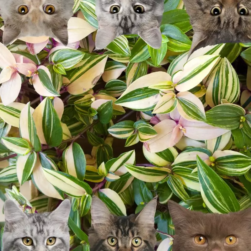 Variegated Inch Plant and cats