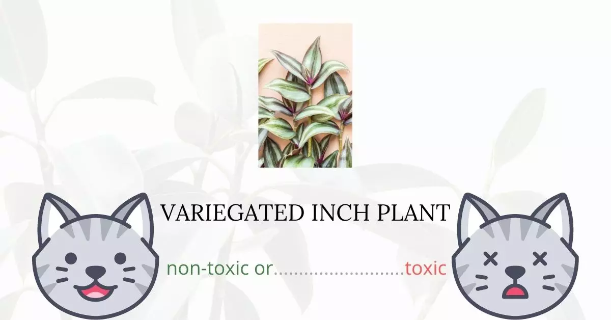 Is Variegated Inch Plant Toxic To Cats?