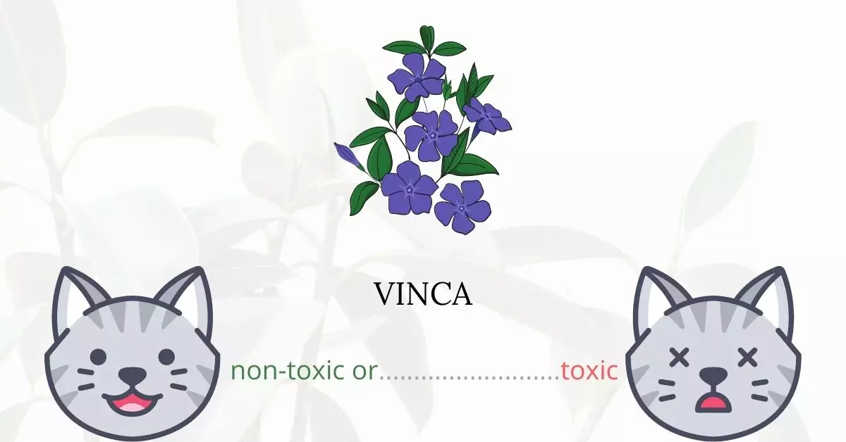 Is Vinca Toxic To Cats