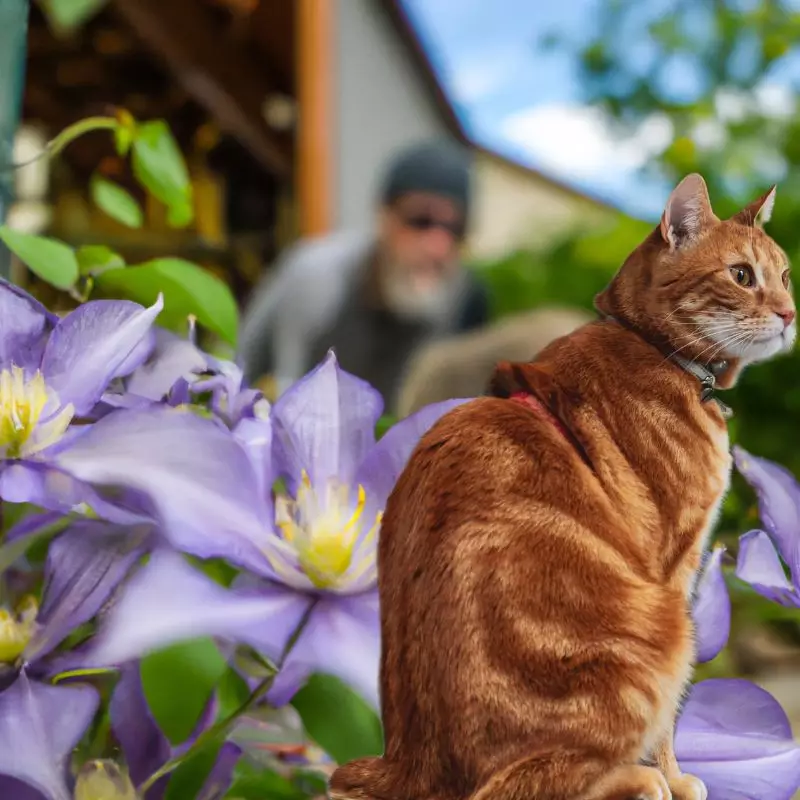 Virgin’s Bower and a cat