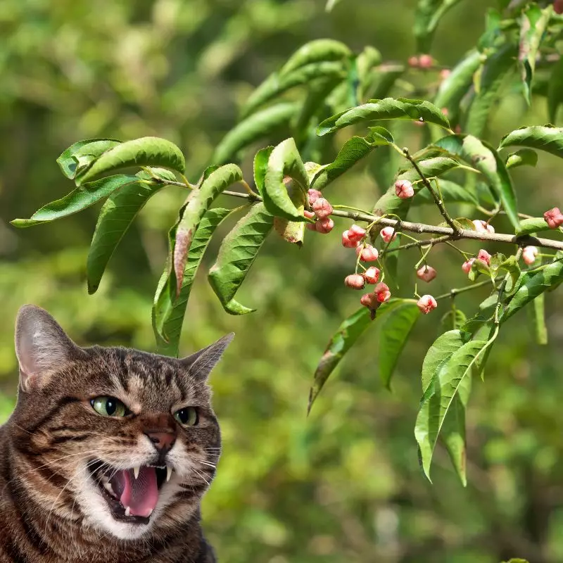 Wahoo and a cat hissing at it