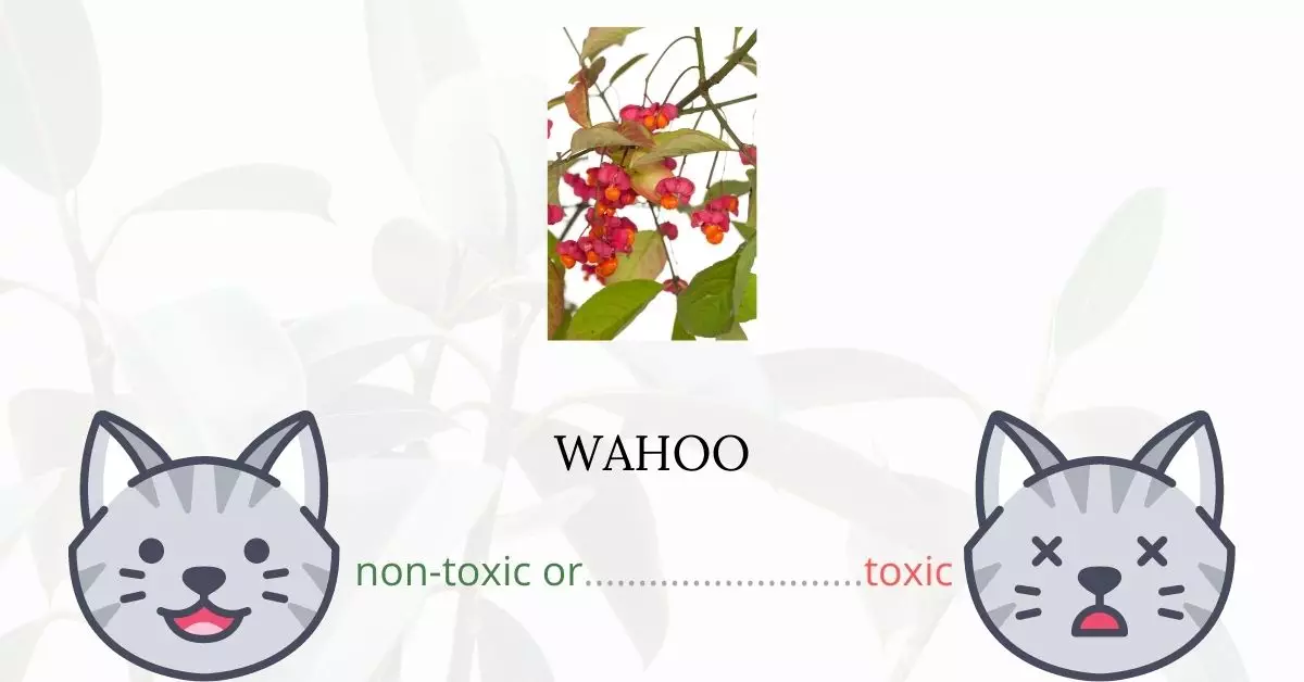 Is Wahoo Toxic to Cats
