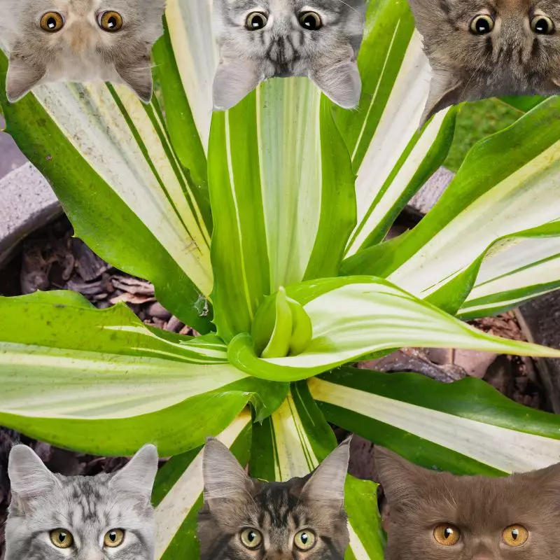 Warneckii Dracaena and cats