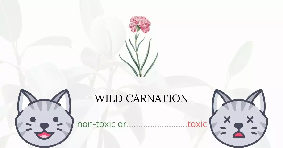 Is Wild Carnation Toxic to Cats