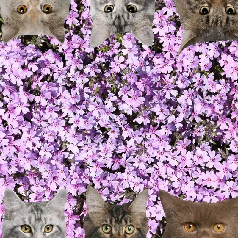 Wild Carnations and cats