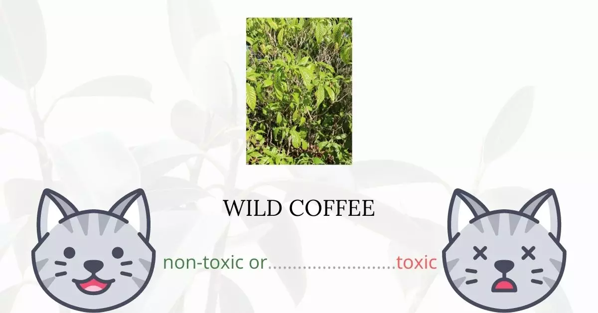 Is Wild Coffee Toxic to Cats