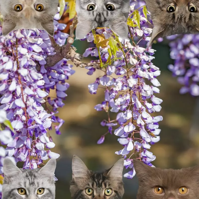 Wisteria and cats