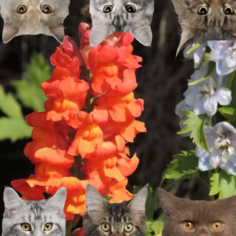Withered snapdragon and cats