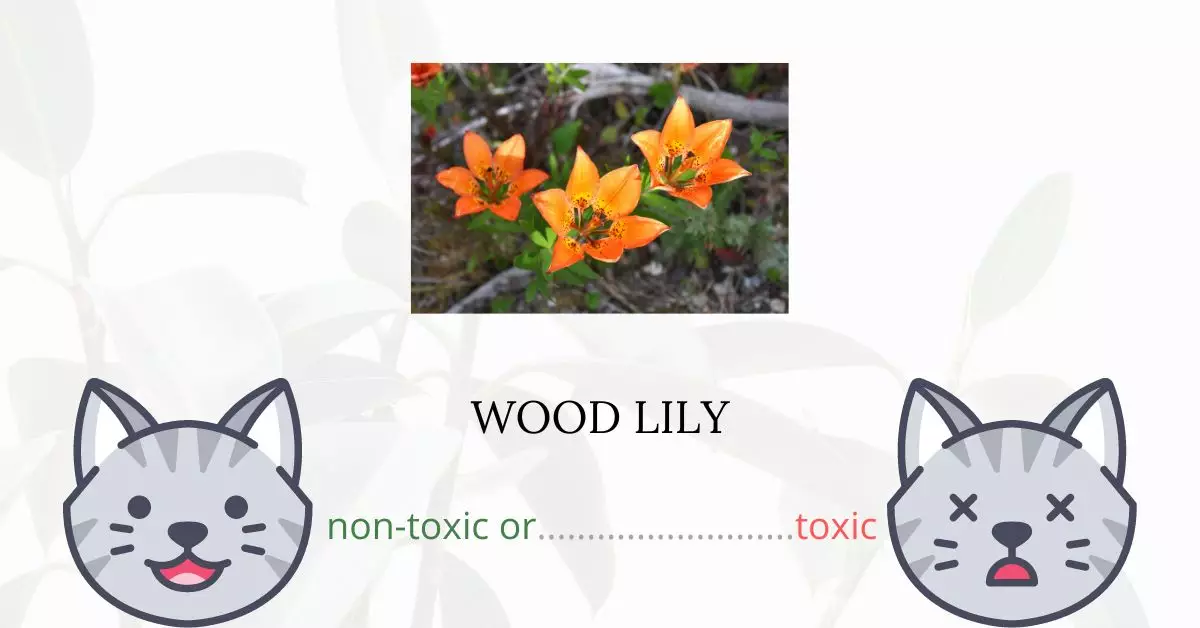 Is Wood Lily Toxic to Cats