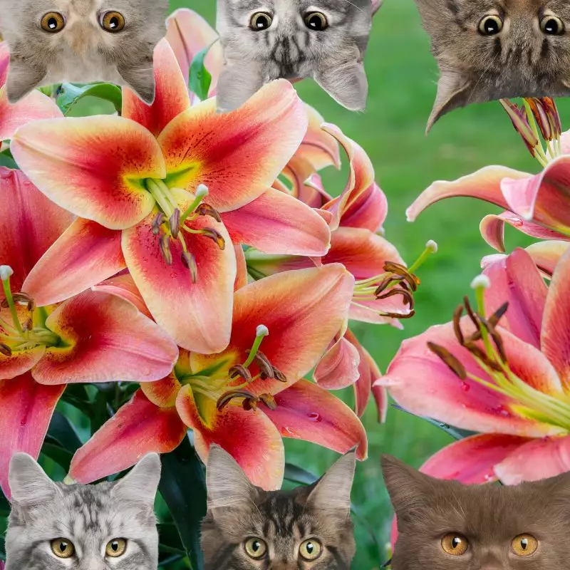 Wood Lily and cats