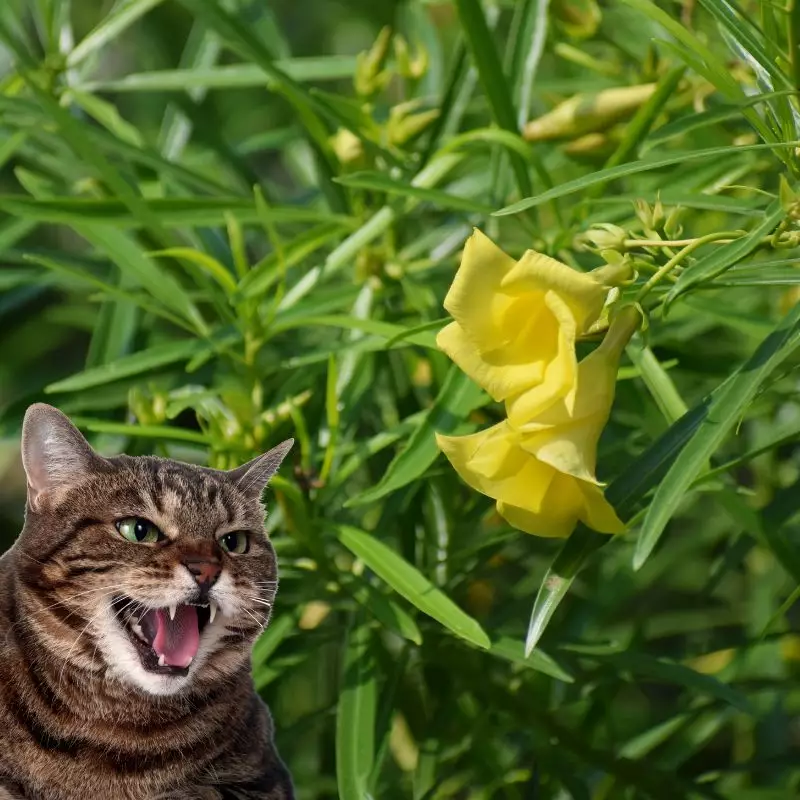 Yellow Oleander and a hissing cat