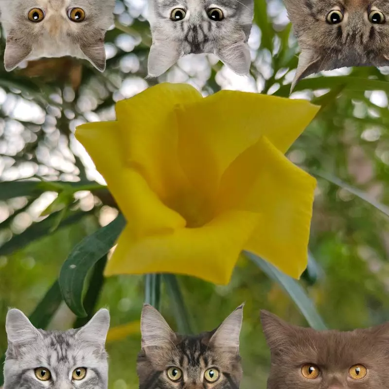 Yellow Oleander and cats