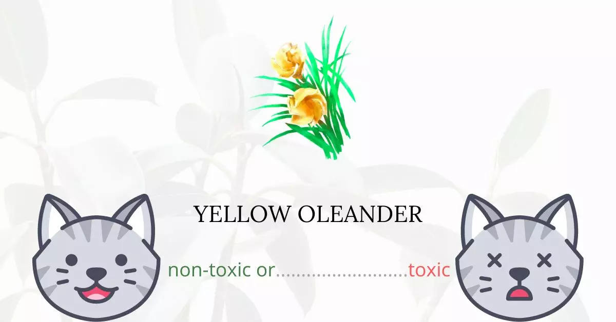 Is Yellow Oleander Toxic to Cats