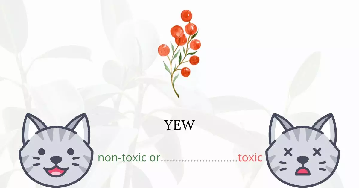 Is Yew Toxic to Cats