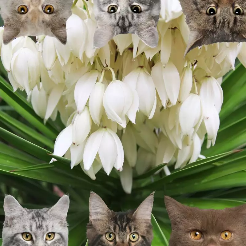 Yucca and cats