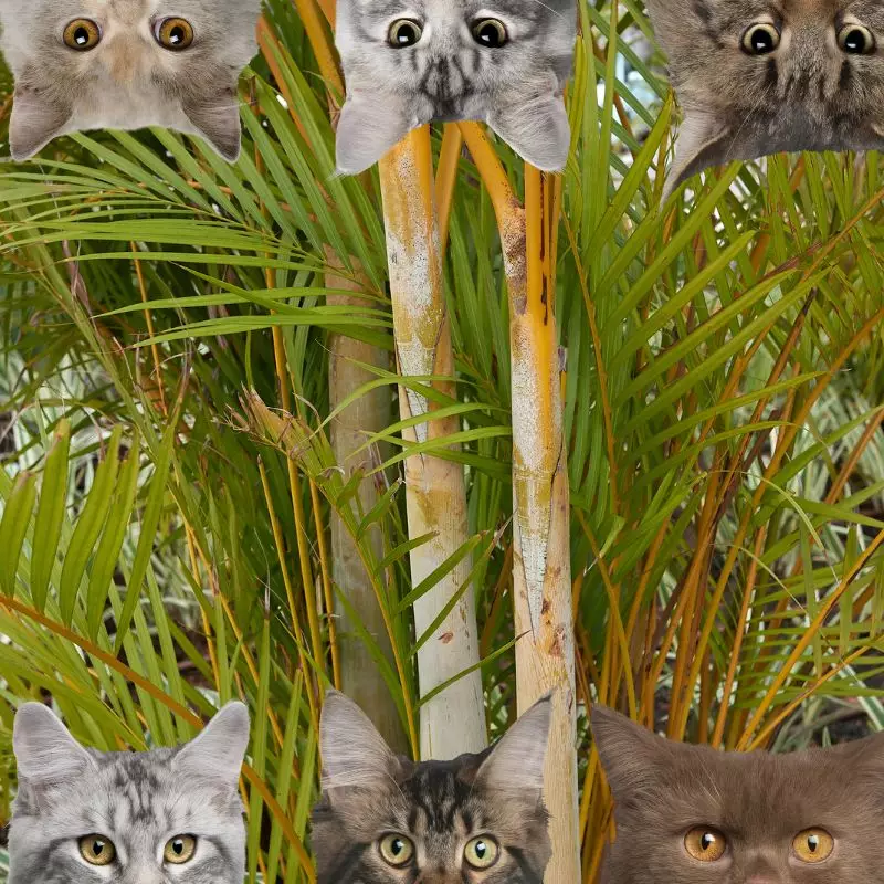 areca palm and cats