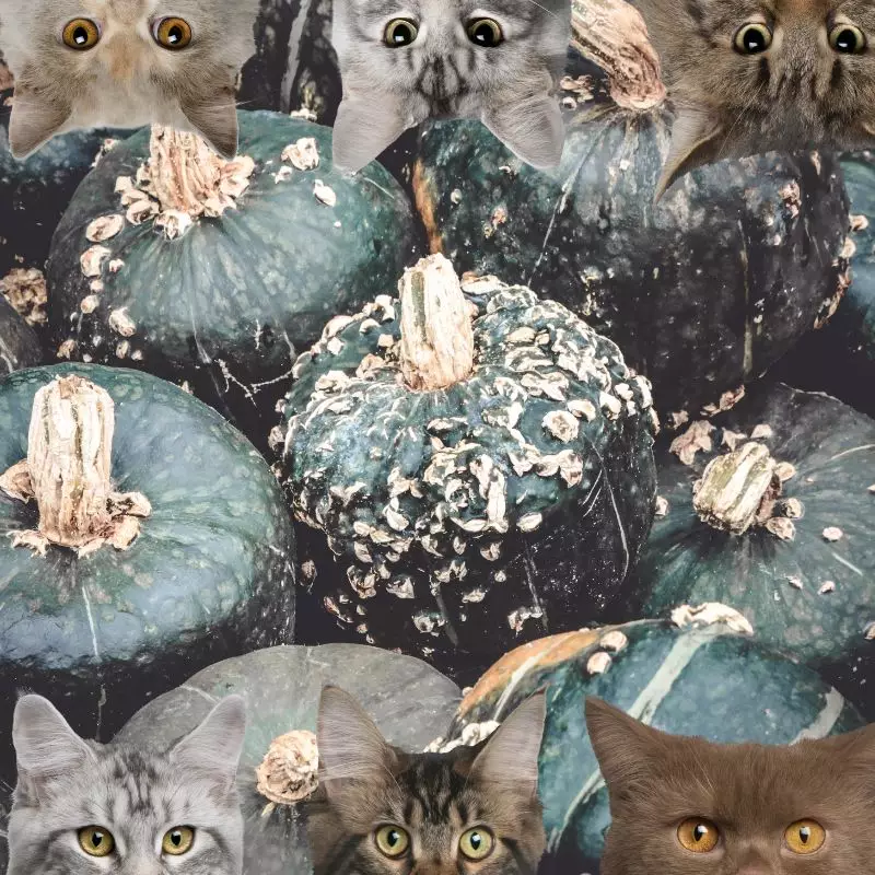 buttercup squash and cats