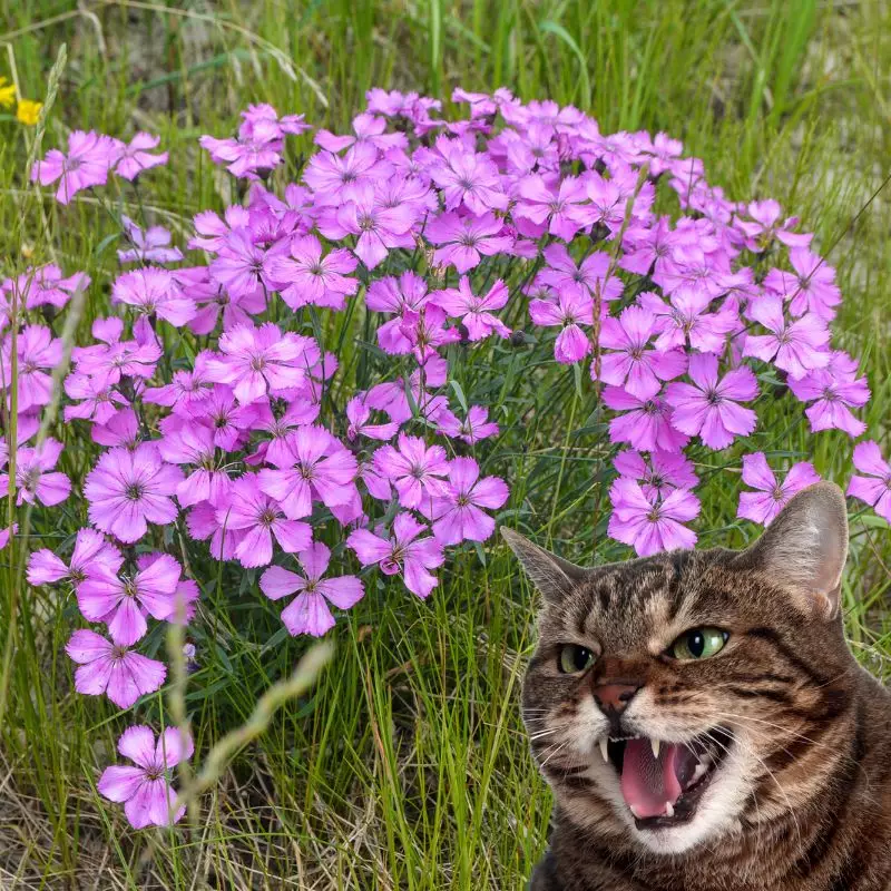 cat hissing at wild carnations