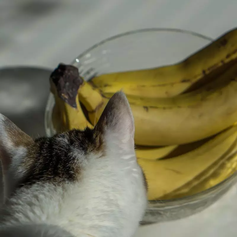 cat looks at banana