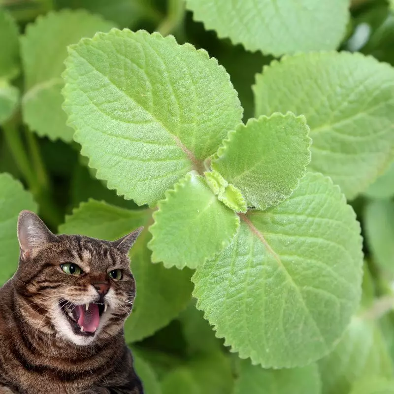 Spanish Thyme and a cat hissing at it