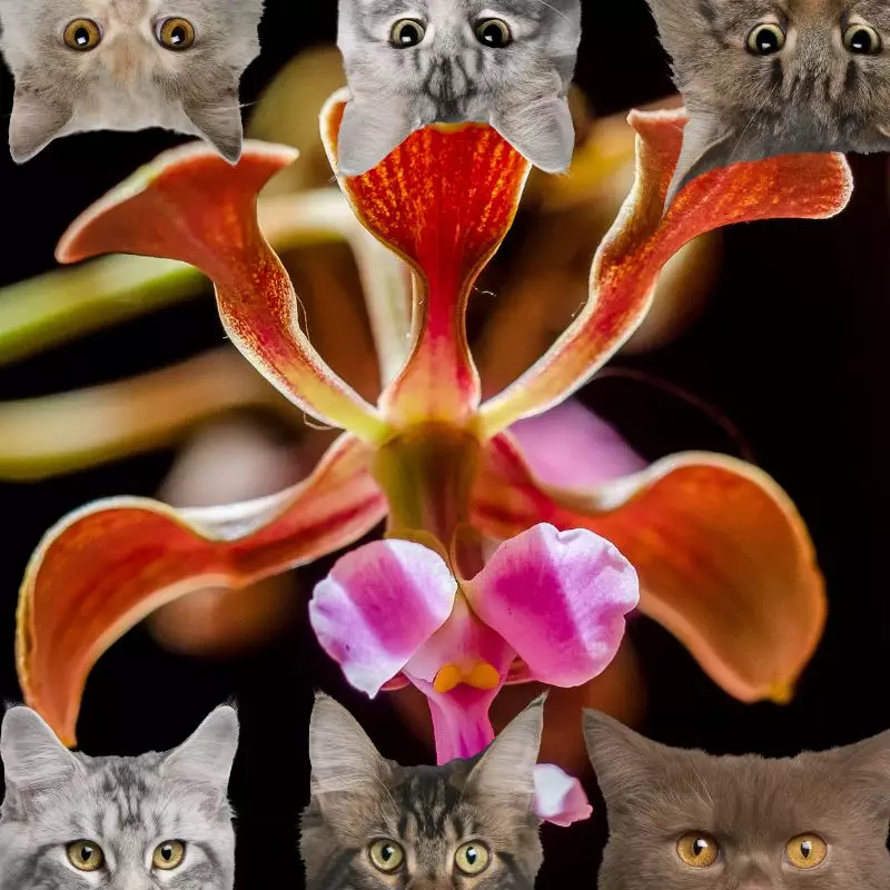 Butterfly Orchid and cats