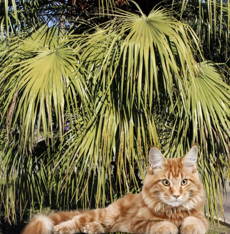 Cat lies under Fortunes Palm