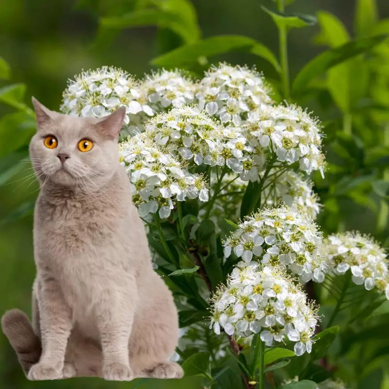 Cat near Giant White Inch Plant
