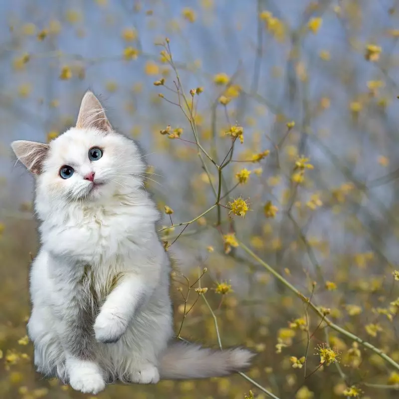 Cat sits Desert Trumpet