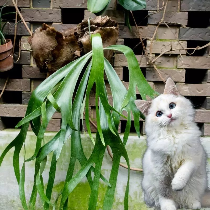 Cat sits near Common Staghorn Fern