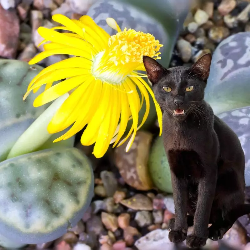 Cat sits near Dinteranthus