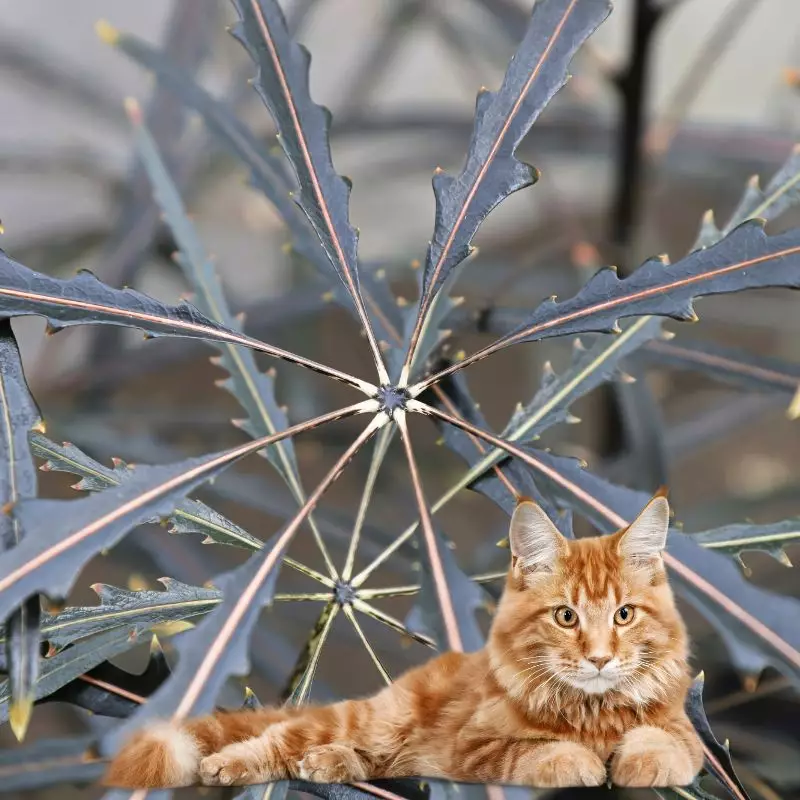 Cat sits near False Aralia