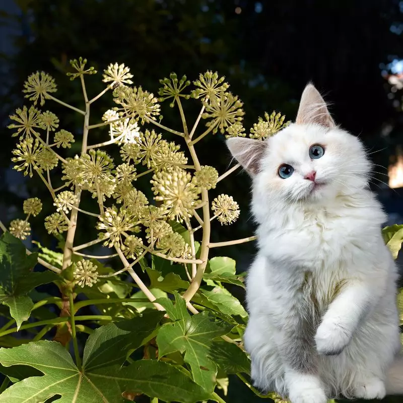 Cat sits near Figleaf Palm