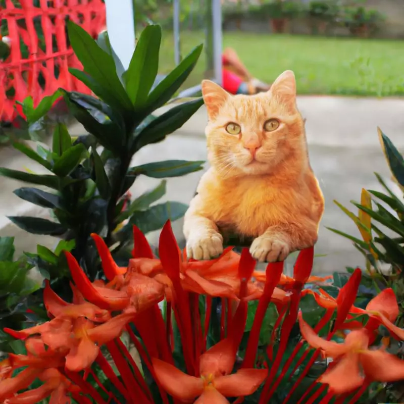 Cat sits near Flame of the Woods