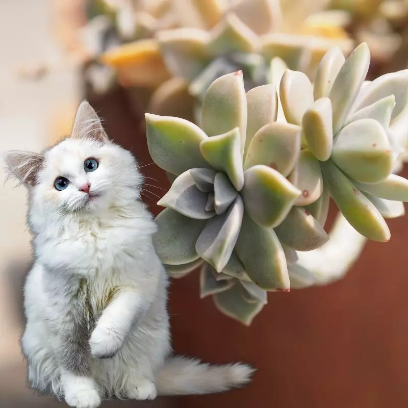 Cat sits near Ghost Plant