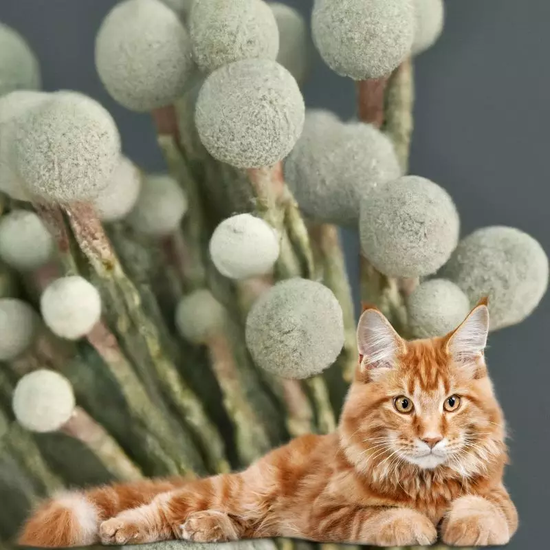 Cat sits near Giant White Inch Plant