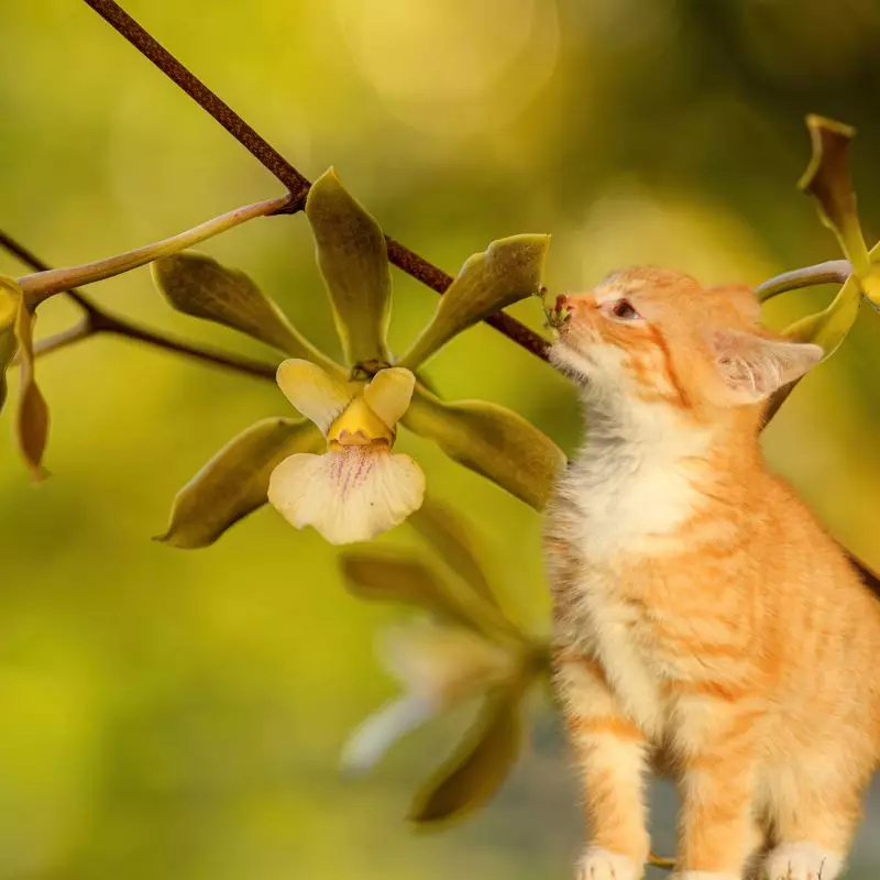 Cat tries to sniff Butterfly Orchid
