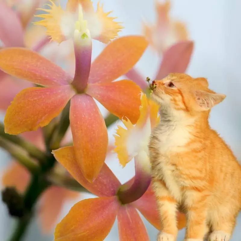 Cat tries to sniff Scarlet Orchid