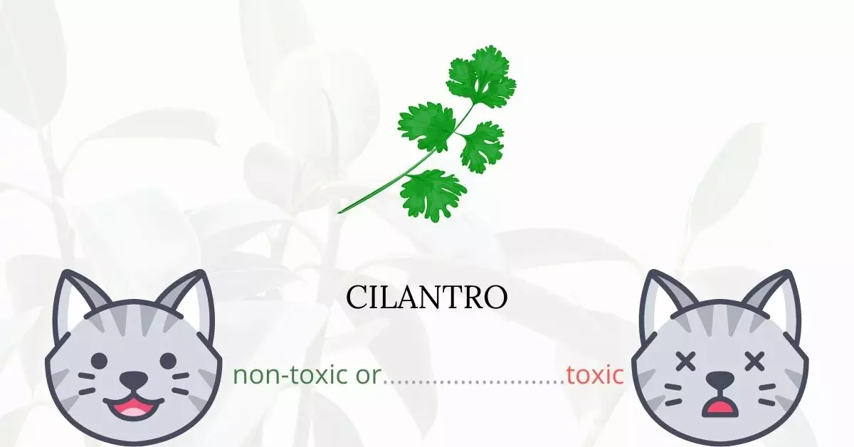 Is Cilantro Toxic For Cats