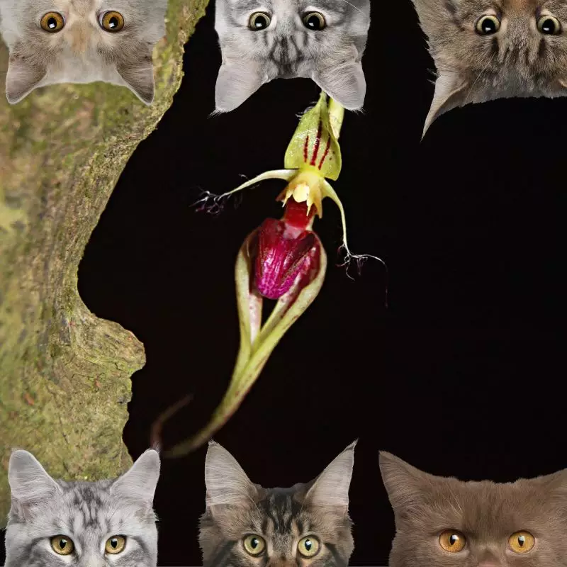 Cirrhopetalum and cats